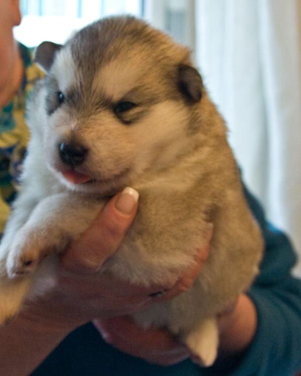 E Wurf 2 Wochen alt 14.jpg